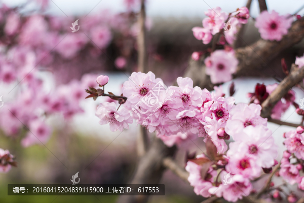 櫻花
