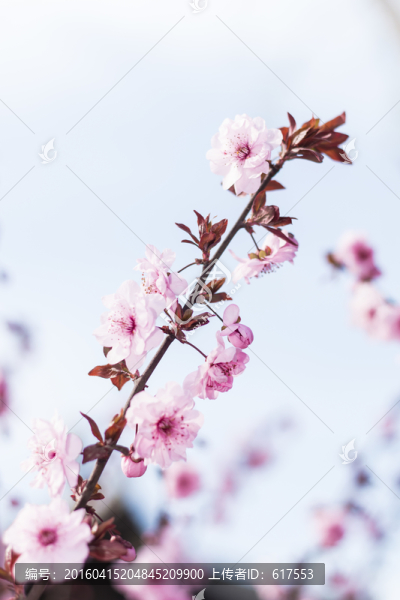 櫻花