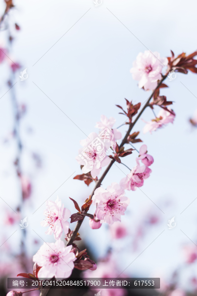 櫻花