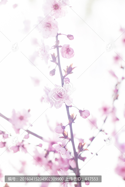 櫻花
