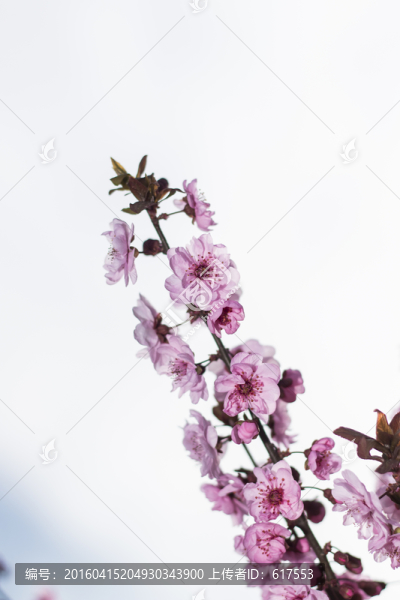 櫻花