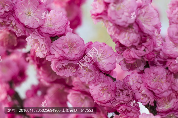 榆葉梅花