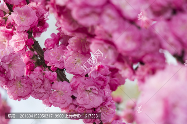 榆葉梅花