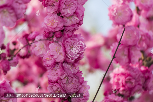 榆葉梅花