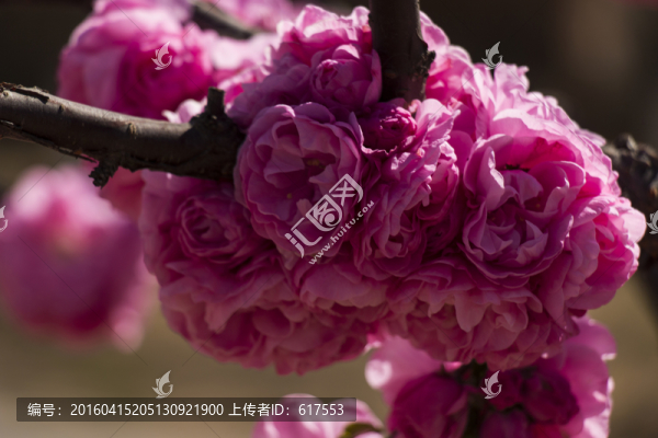 榆葉梅花