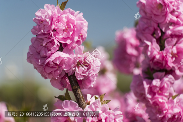 榆葉梅花