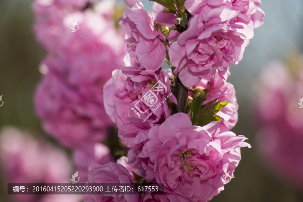 榆葉梅花