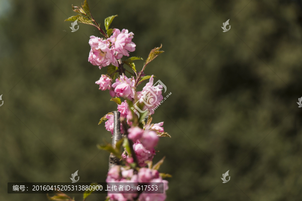 榆葉梅花