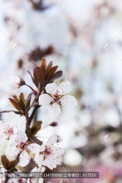 紫葉李子花