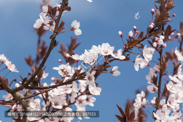 紫葉李子花