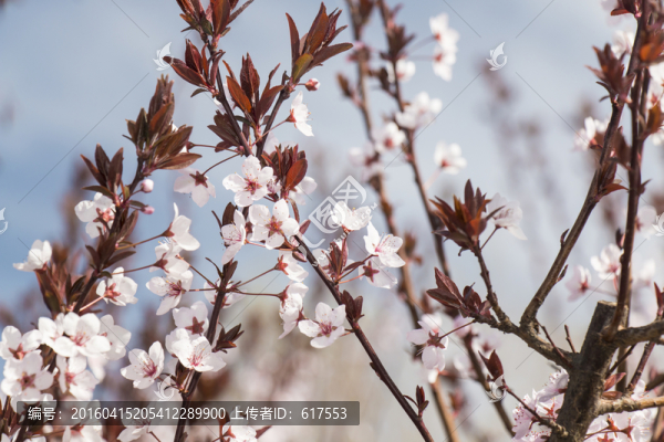 紫葉李子花