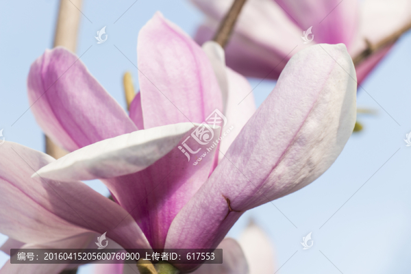 紫玉蘭花