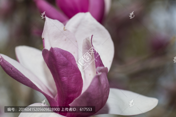 紫玉蘭花
