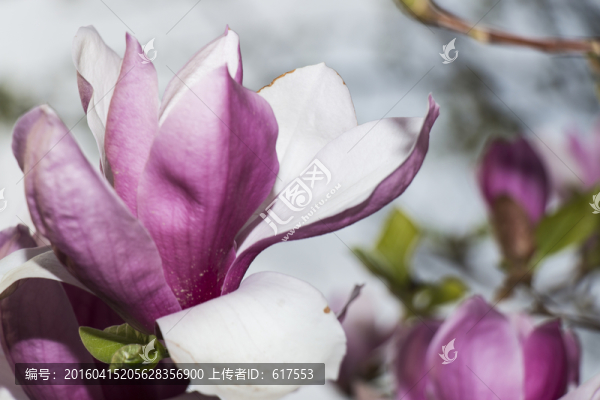紫玉蘭花