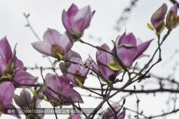 紫玉蘭花