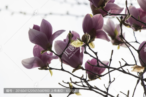 紫玉蘭花