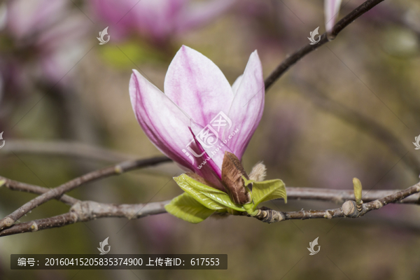 紫玉蘭花