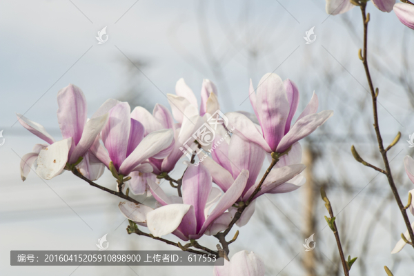 紫玉蘭花