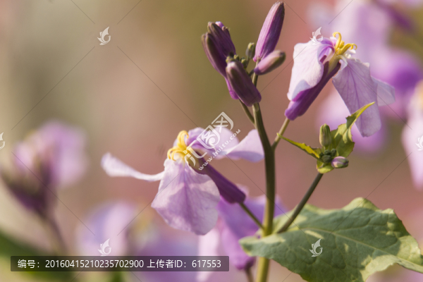 二月蘭