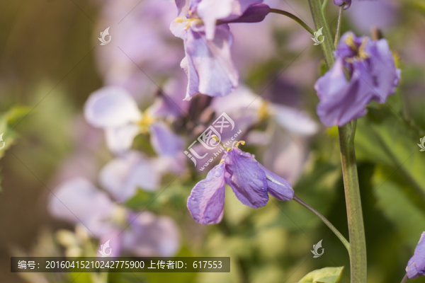 二月蘭