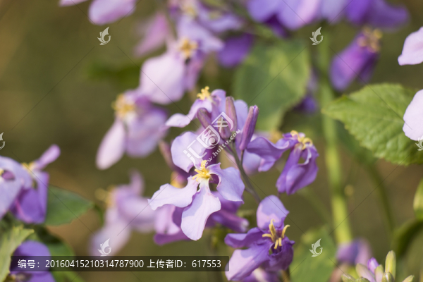 二月蘭