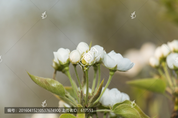 含苞待放的梨花
