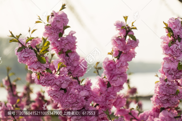 榆葉梅花