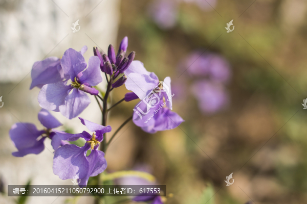 諸葛菜