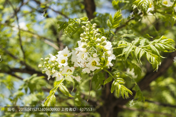 文冠果開(kāi)花
