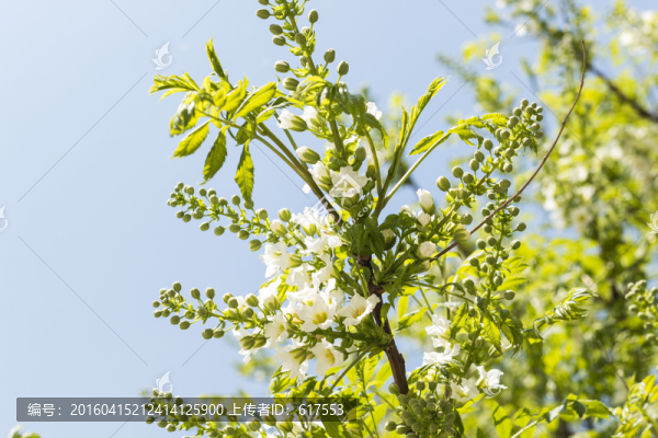 文冠果開花