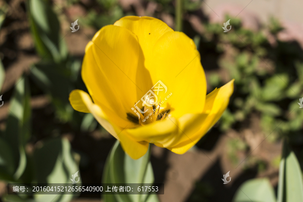 郁金香