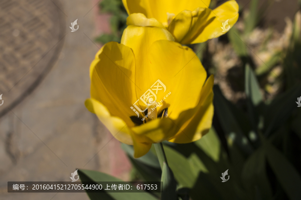 郁金香