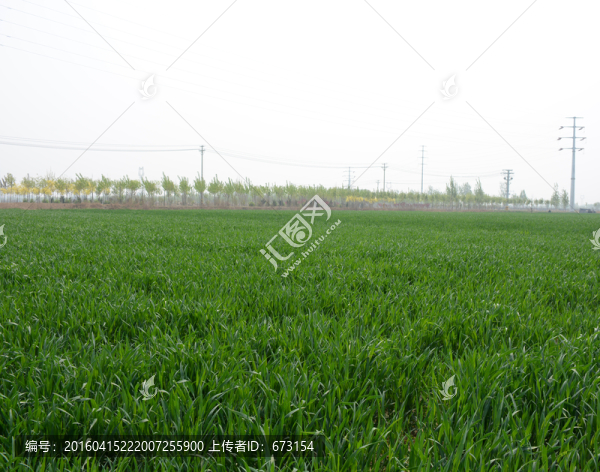 麥田