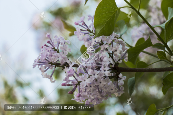丁香花