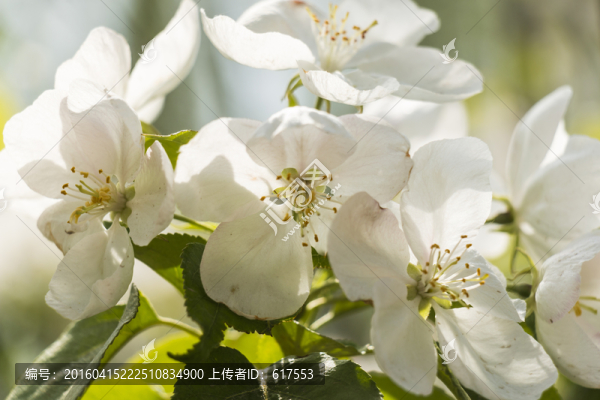 海棠花