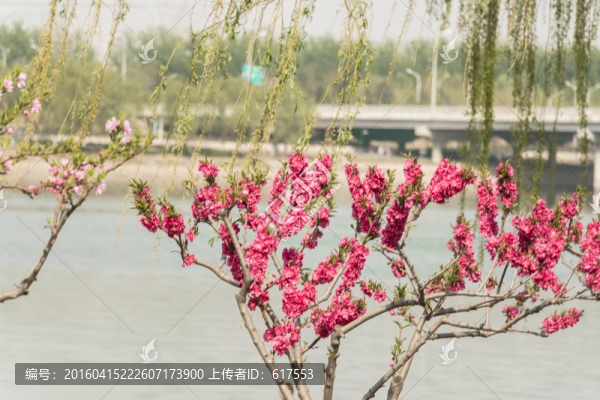 梅花