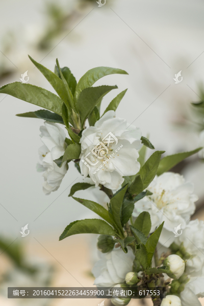 梅花