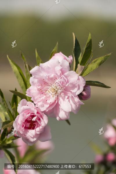 桃花