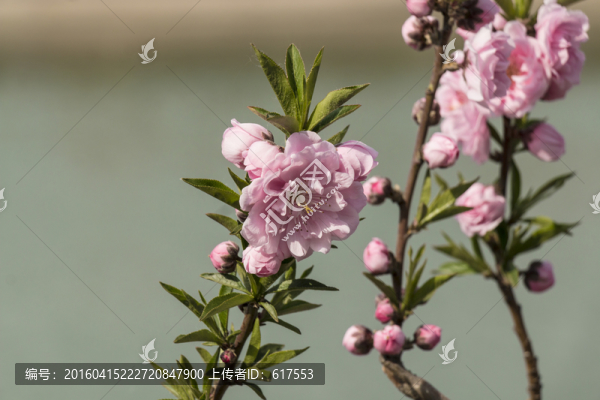 桃花