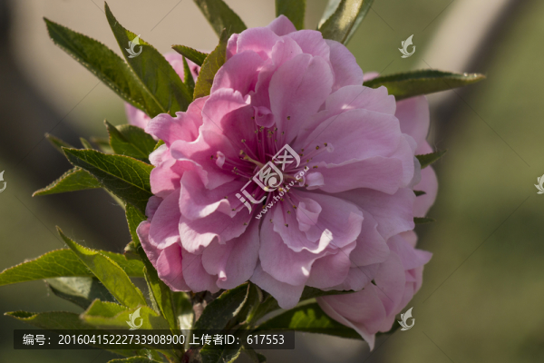 桃花
