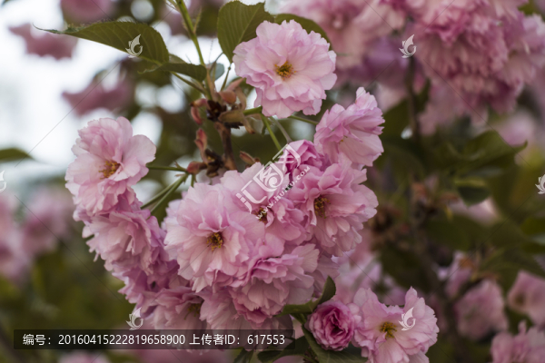 櫻花