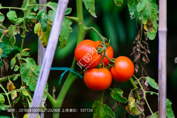 西紅柿