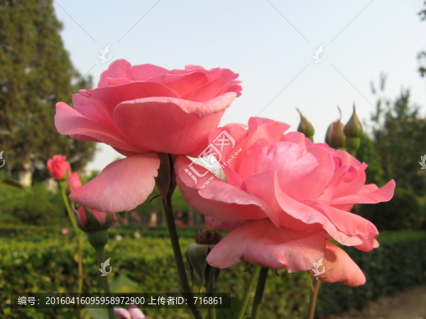 月季花