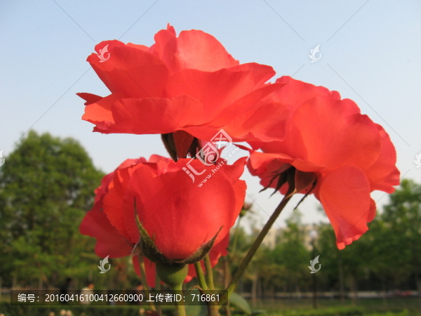 月季花