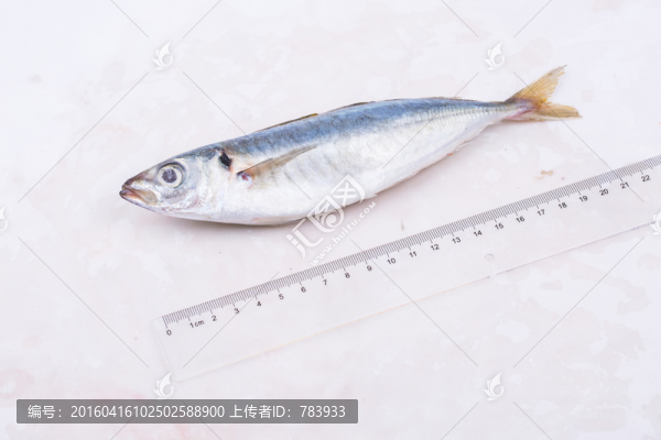 巴浪魚