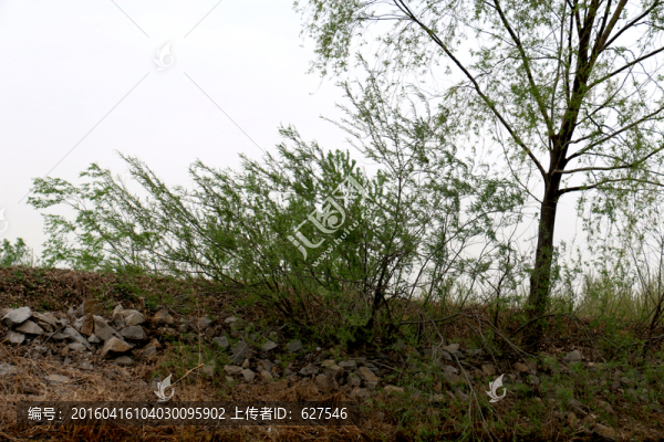 樹與雜草