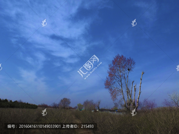 藍(lán)天白云和樹