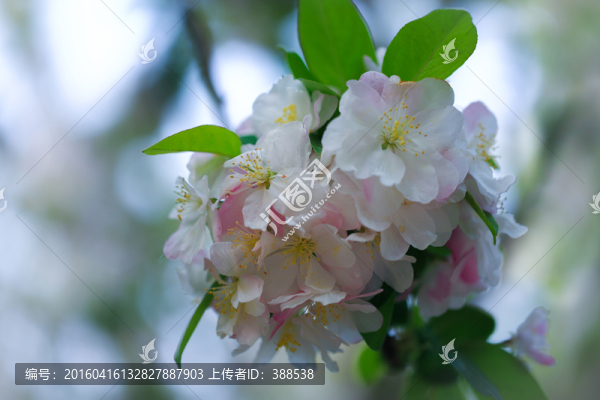 杏花花團(tuán)