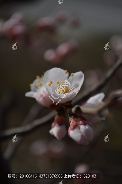 杏花