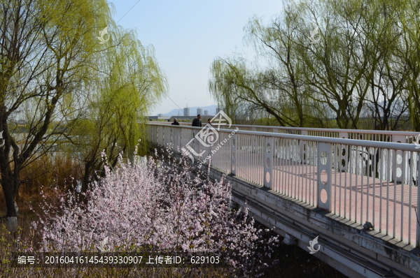 灞河春景
